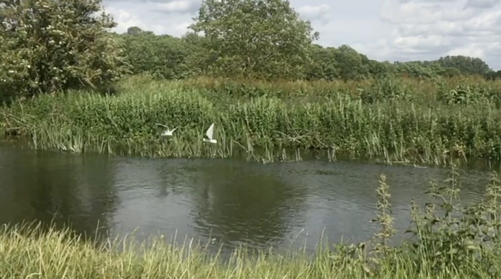 Film still from Ways of Water by Diana Scarborough showing gulls flying Grantchester Meadows