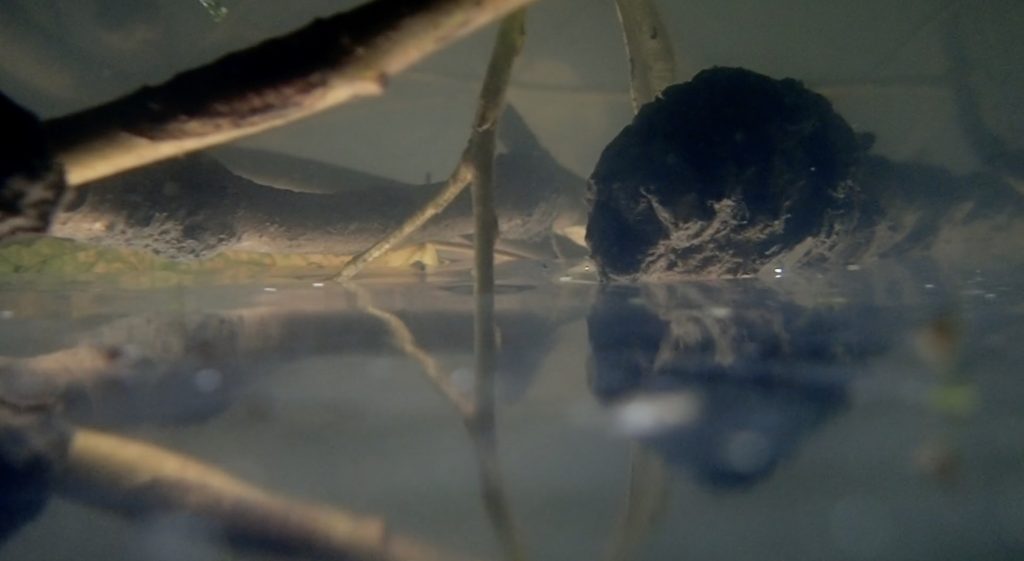 Film still underwater with branches in Byrons Pool in Trumpington from Ways of Water film by Diana Scarborough